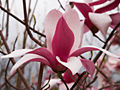 Magnolia soulangeana Royal Crown IMG_5293_1 Magnolia pośrednia